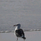 seagull.GIF